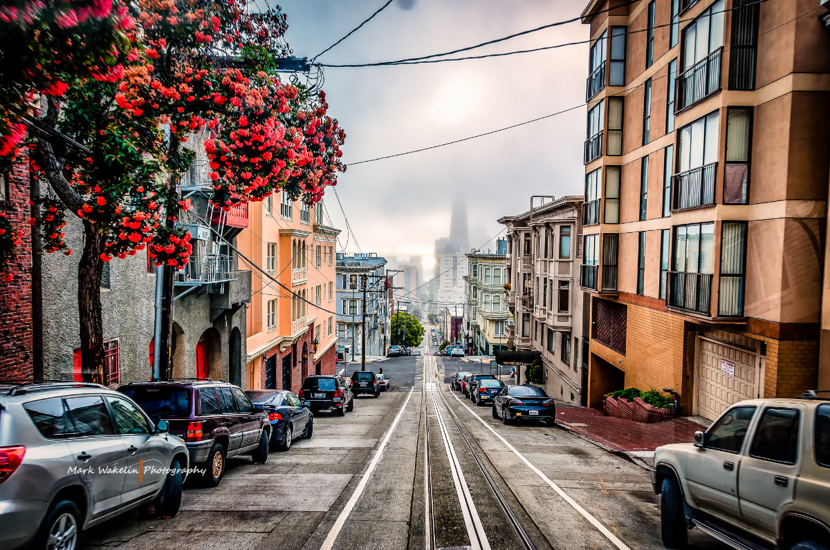 Steep San Francisco street with parked cars, vibrant red flowers on a tree, and fog partially covering downtown skyscrapers.
